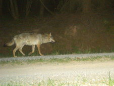 Wolfsaufnahme von Wildtierkamera