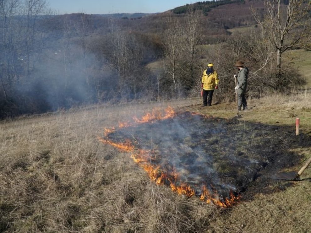 Kontrolliertes Brennen verfilzter Magerrasen Kontrolliertes_Brennen_verfilzter_Magerrasen_Autorin_Leyer_702x527.jpg