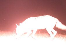 Silhouette eines Wolfs (nachts)