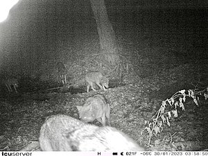 5 Wölfe bei Waldkappel