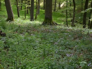 Waldmeister-Buchenwald mit blühender Zwiebel-Zahnwurz