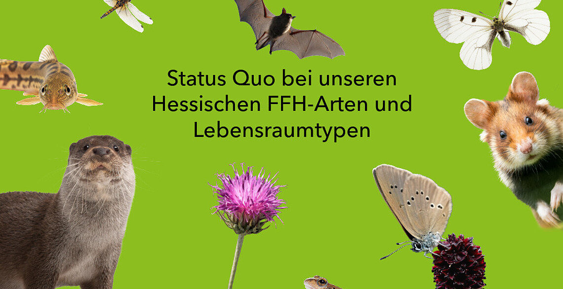 Querformat_FFH-Bericht_Hessenampel_25-1_3_.jpeg