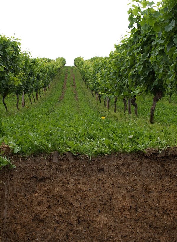 Bodenprofil Weinbergsboden