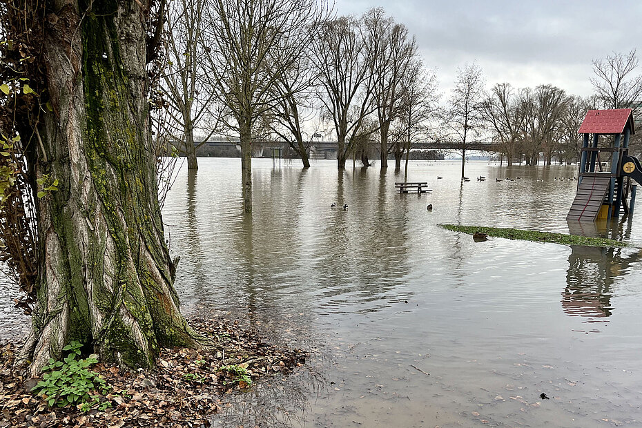 Hochwasser am Rhein