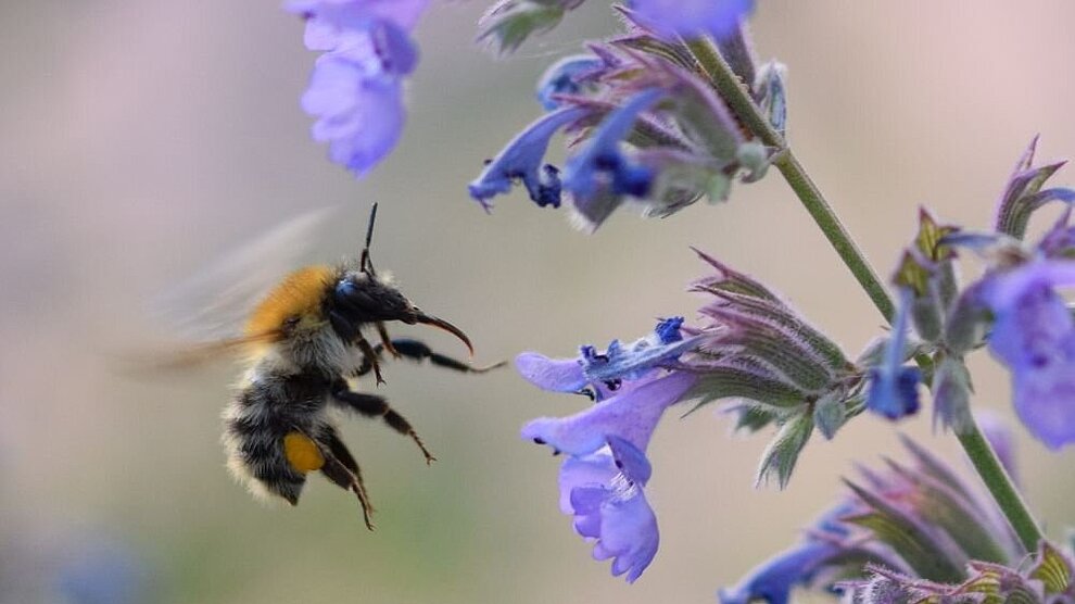 Potenzial von Wild- und Zierpflanzen für Insektenschutz und klimaresiliente Begrünung im urbanen Raum (WiZik)
