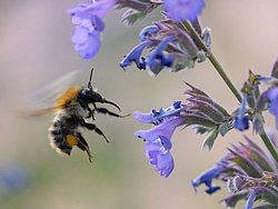 Ackerhummel an Katzenminze