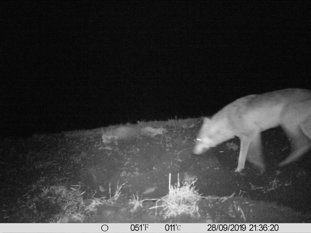 Bild eines Wolfes bei Unter-Seibertenrod im Vogelsbergkreis Bild eines Wolfes bei Unter-Seibertenrod im Vogelsbergkreis