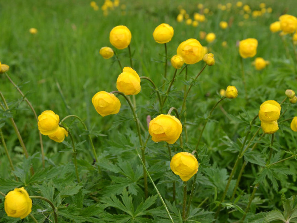 Trollblumen (Trollius europaeus) Trollblumen auf Wiesen