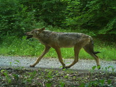 Wolf im Grünen