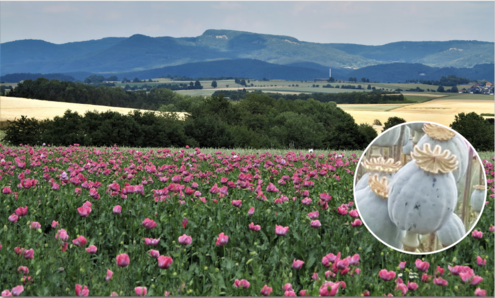 Zur Zeit der Mohnblüte führen 3–4 km lange ausgeschilderte Rundwege zu den beeindruckenden Mohnfeldern. Auf vielen Ruhebänken können die Besucher auch die herrlichen Aussichten genießen (z.B. auf die Hörne). Zur Zeit der Mohnblüte führen 3–4 km lange ausgeschilderte Rundwege zu den beeindruckenden Mohnfeldern. Auf vielen Ruhebänken können die Besucher auch die herrlichen Aussichten genießen (z.B. auf die Hörne).