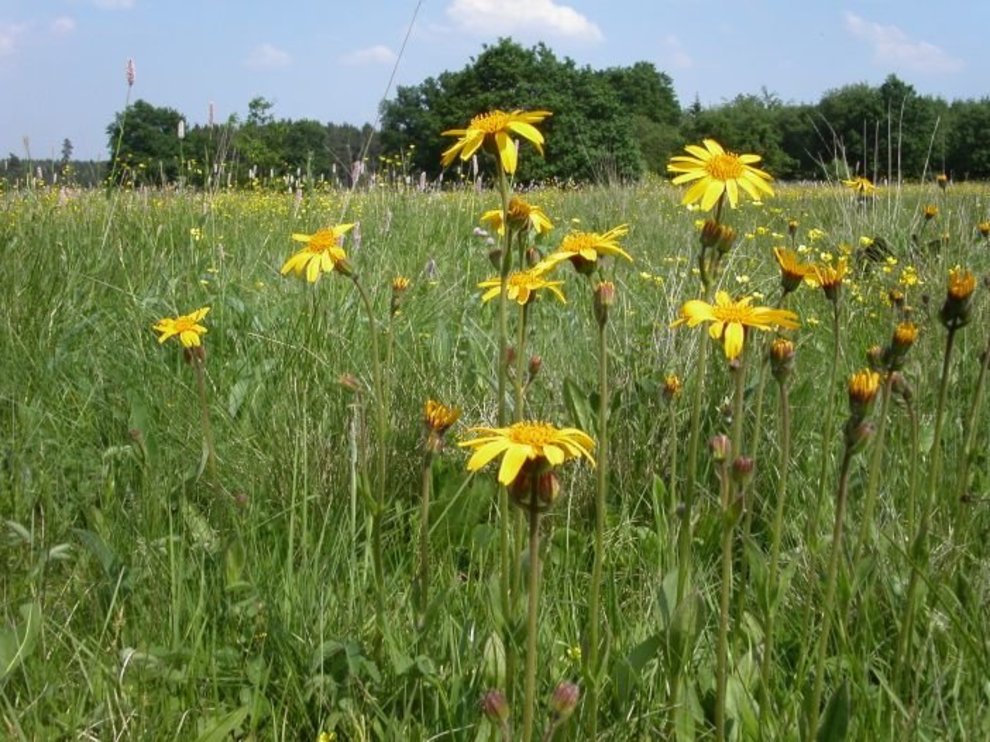 Ein Arnika-Bestand in Hessen Arnica_montana_2_Autorin_Claudia_Hepting_702x527.jpg