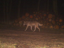 Fotoaufnahmer einer Wildtierkamera