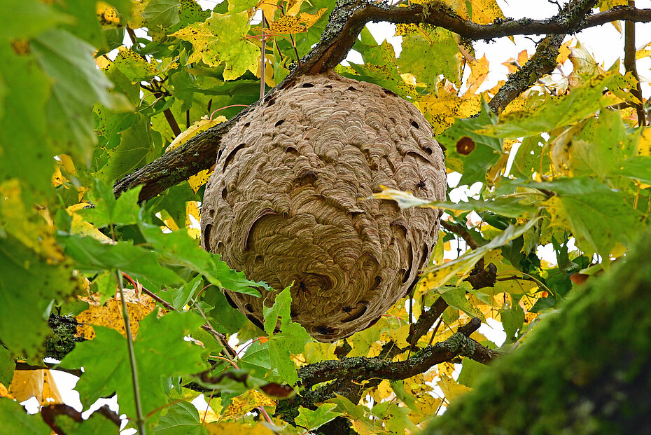 Ein Nest der asiatischen Hornisse