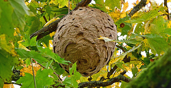 Ein Nest der asiatischen Hornisse