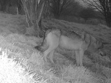 Aufnahme einer Wildtierkamera