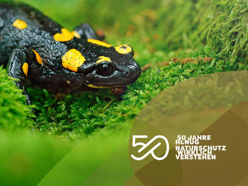 Feuersalamander