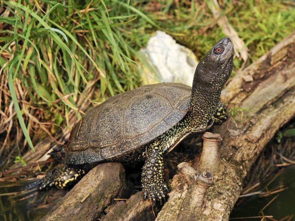 EU_Sumpfschildkroete_AdobeStock_bennytrapp.jpg