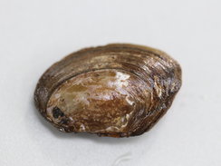 Gemeine Teichmuschel (Anodonta anatina) 