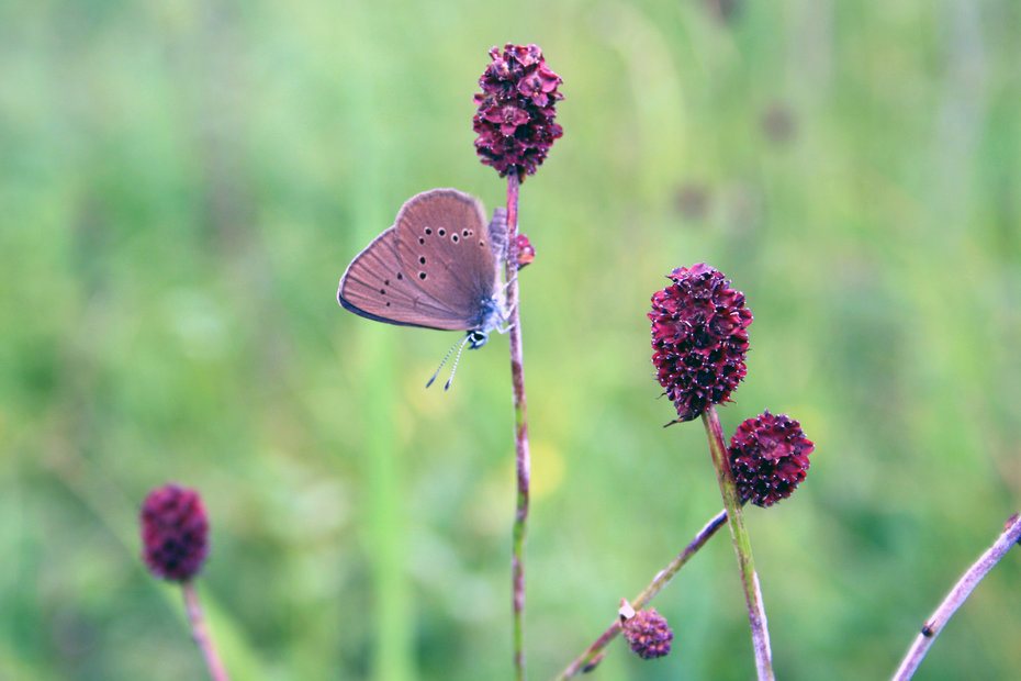 Der Schmetterling Wiesenknopf-Ameisenbläuling sitzt auf einer Pflanze.