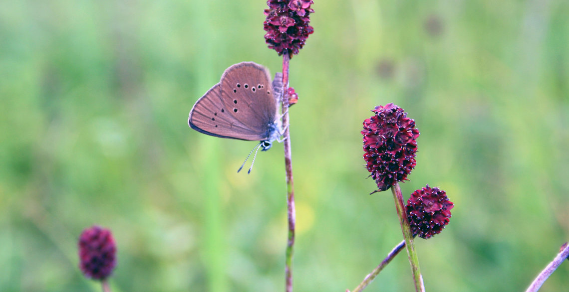 Der Schmetterling Wiesenknopf-Ameisenbläuling sitzt auf einer Pflanze.