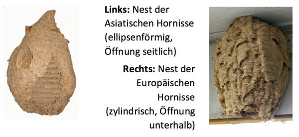 Hornisse_Nester.jpg