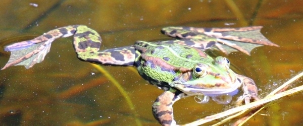Artenschutz_gruenfrosch_geske2012_kopfbild.jpg