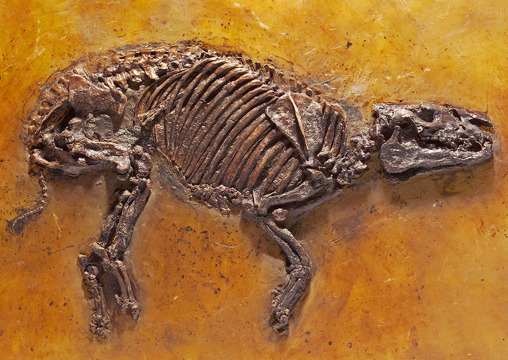 Messeler Urpferdchen Propalaeotherium hassiacum. Länge: 120 cm