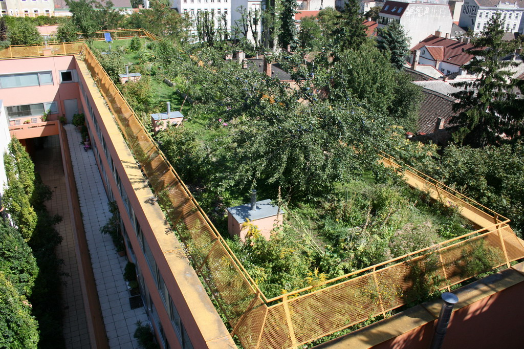 palme düngen womit ProviPlant Palmen-Dünger: Für Palmen und Palmenartige (Arecales) main image 1