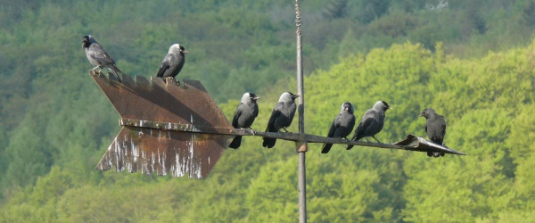 Dohle_005_Kopfbild_600x250.jpg