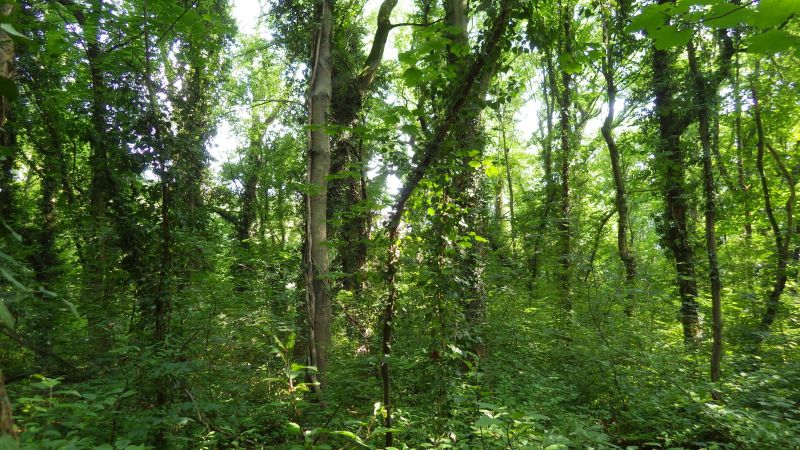 Hartholzauenwald mit üppiger Strauchschicht und Lianen