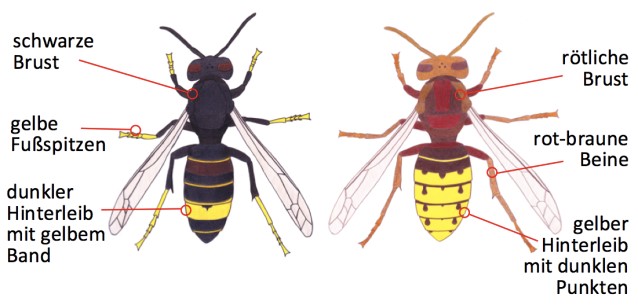 Links: Asiatische Hornisse (Vespa velutina) Rechts: Europäische Hornisse (Vespa crabro) Links: Asiatische Hornisse (Vespa velutina) Rechts: Europäische Hornisse (Vespa crabro)