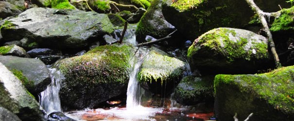 quellbach_rhoen2012_geske_kopfbild_heller.jpg