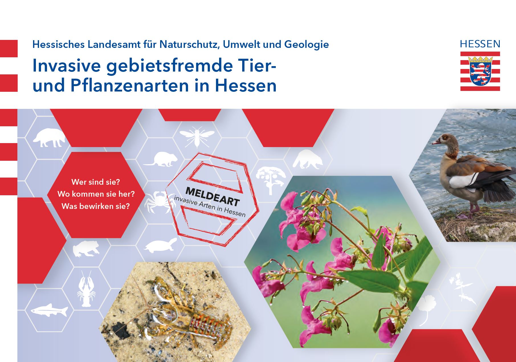 Titelseite der Infobroschüre Invasive gebietsfremde Tier- und Pflanzenarten in Hessen