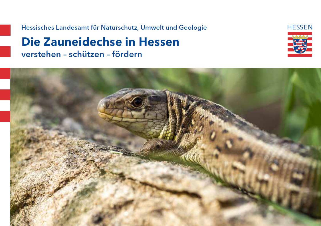 Titelseite der Infobroschüre Die Zauneidechse in Hessen